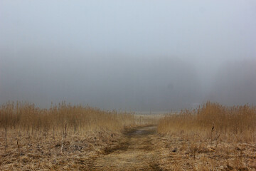 fog in the meadow