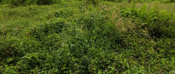 stack of weeds in the field