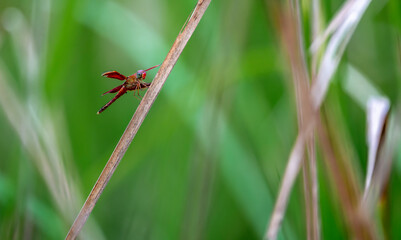 Common Parasol Dragonfly (Neurothemis fluctuans) AKA The Red Grasshawk and Grasshawk dragonfly, is a species of dragonfly widespread in many Asian countries