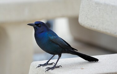 Male Boat-tailed Grackle on the look out for food
