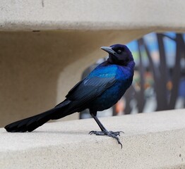 Male Boat-tailed Grackle on the look out for food