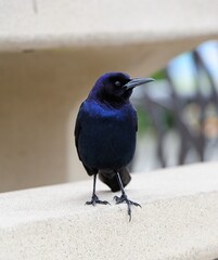 Male Boat-tailed Grackle on the look out for food