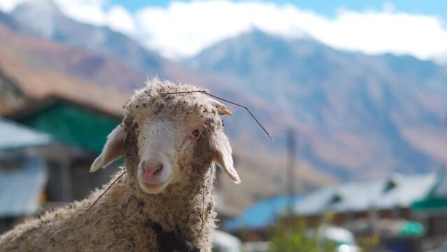 4K Handheld closeup shot of face of a sheep in front of the snowy mountain peaks at Chitkul in Himachal Pradesh, India. Sheep staring at the camera in front of the Himalayas. Animal background.