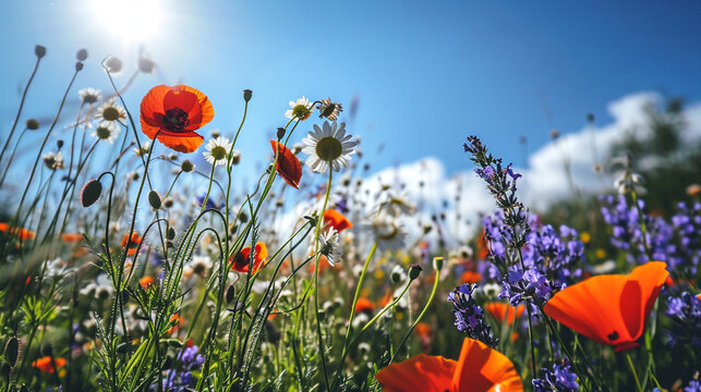 A sunlit field of wildflowers, featuring a mix of daisies, poppies, and lavender in vivid 4K HDR. The image captures the natural beauty and vibrant colors of the flowers under a clear blue sky.