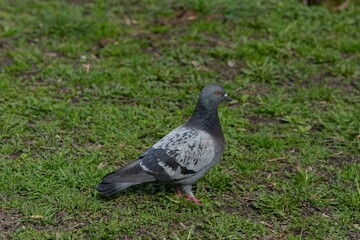 pigeon in the park