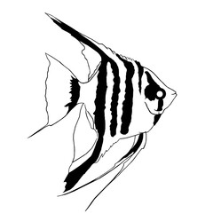 Angelfish. Monochrome illustration fish.