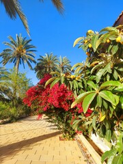 palm trees and flowers