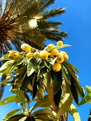palm tree with yellow flowers
