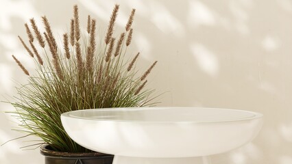 Minimal round white podium table, green pampas grass in sunlight, leaf foliage shadow for modern,...