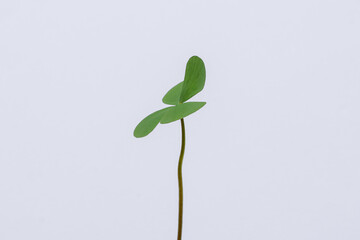 Obraz premium Clover leaves on white background