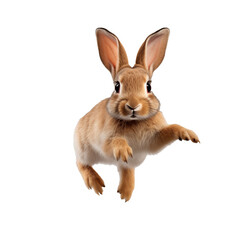 Fototapeta premium rabbit jumping