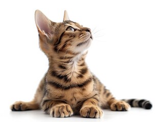 Fototapeta premium Bengal Cat Scratching with Curious Look on White Background