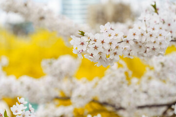 Prunus yedoensis, Somei-yoshino or Yoshino cherry is one of the most popular and widely planted...