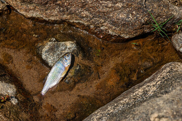 closeup small fish lying dead in a dry river in Thailand during the summer