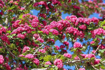 Blühender Rotdorn , Crataegus laevigata, im Frühling