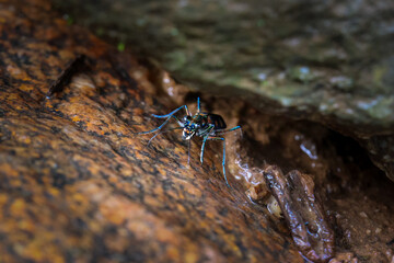 closeup Cicindela aurulenta, a small, fierce-looking, blue, orange-patterned Insect hiding in the crevices of the rocks Beautiful insect in a humid forest along a river in Thailand.
