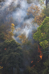 Forest in Thailand during the hot daytime was being burnt with a lot of smoke streaking up into the...