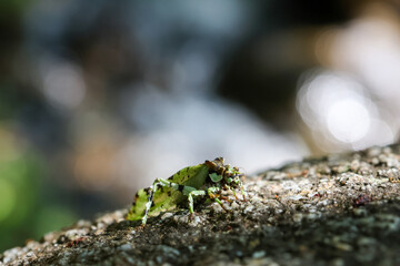 Selective focus  Trachyzulpha Katydid is a stunning green grasshopper with a speckled pattern...