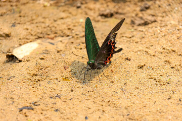 Close-up of a  Papilio paris paris very beautiful patterned butterfly. It is black with green spots all over its body and the back of its wings. This breathtaking-looking butterfly