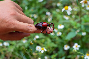 Close-up Cyrtotrachelus A beautiful beetle with a long proboscis was embracing and seemed to be...