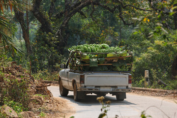 Lots of fresh bananas filling the back of the pickup truck. Driving through a country road in the...