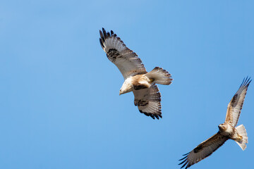 飛翔しながらノスリと戦う美しいケアシノスリ（タカ科）。

日本国群馬県、利根川河川敷にて。
2024年3月2日撮影。

A beautiful Rough-legged Buzzard (Buteo lagopus, family comprising, family comprising hawks) and Eastern Buzzard in flight for fighting.

At