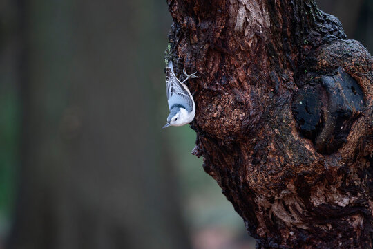 Nuthatch