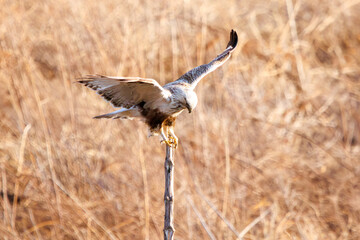 枝に飛びつく美しいケアシノスリ（タカ目）。

日本国群馬県、利根川河川敷にて。
2024年3月2日撮影。

A beautiful Rough-legged Buzzard (Buteo lagopus, family comprising the hawks) jump at the branch.
