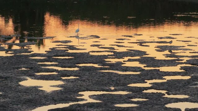 Gread Egret foraging for food in Fish Ponds.