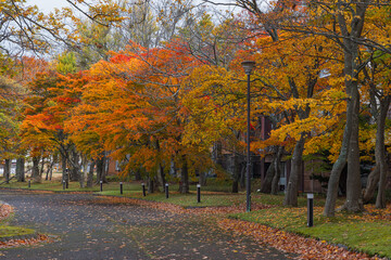 Naklejka premium 日本 青森県十和田市奥瀬十和田湖畔休屋の十和田湖湖畔の紅葉