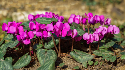 Flowering Bright Сyclamen Coum Caucasicum (Wild Hardy Cyclamen Plant). Pink flowers with patterned leaves against earth. Forest wild Cyclamens bloom in winter and early spring. Selective focus.