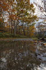 日本　青森県十和田市奥瀬十和田湖畔休屋の十和田湖の御前ヶ浜沿いの紅葉