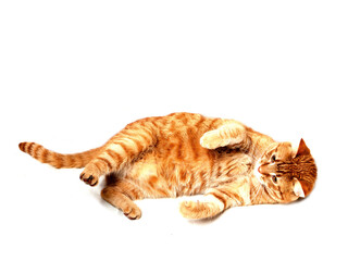 Ginger color tabby cat in relaxed position on white isolated background. Home pet photo shoot in a...