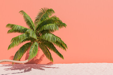 Palm Tree Against Solid Color Wall Background with Sand