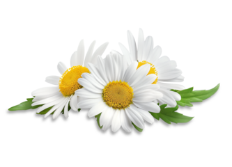 Fiori di camomilla, su fondo trasparente, con ombre di contatto. Matricaria chamomilla herb.