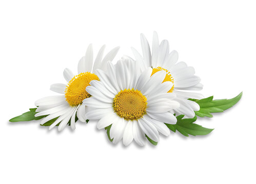 Fiori di camomilla, su fondo trasparente, con ombre di contatto. Matricaria chamomilla herb.