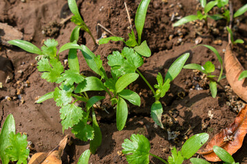 Coriander leaves in vegetables garden for health, food and agriculture concept. Organic coriander leaves background.