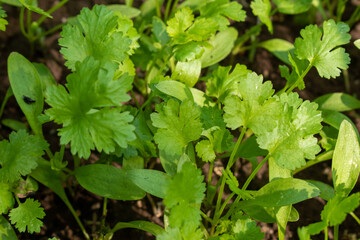 Coriander leaves in vegetables garden for health, food and agriculture concept. Organic coriander leaves background.