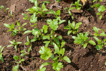 Coriander leaves in vegetables garden for health, food and agriculture concept. Organic coriander leaves background.