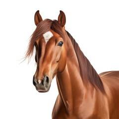 Obraz premium horse isolated on white background