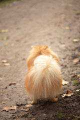 kleiner Hund vom Hinten fotografiert