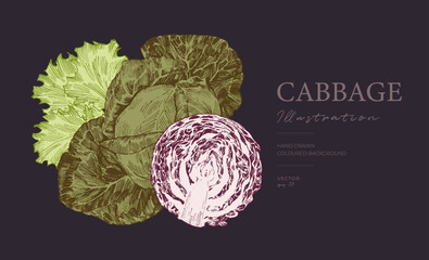 Cabbage and lettuce engraved illustration on black background
