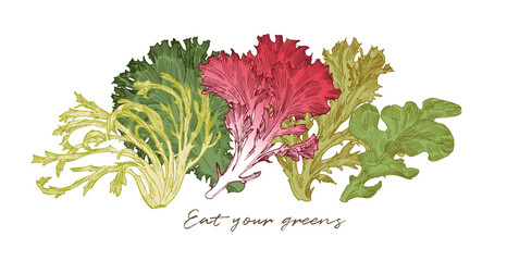 Lettuce leaves, engraved style drawings. Horizontal border design