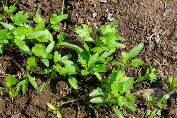 Coriander leaves in vegetables garden for health, food and agriculture concept. Organic coriander leaves background.