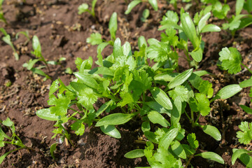 Coriander leaves in vegetables garden for health, food and agriculture concept. Organic coriander leaves background.