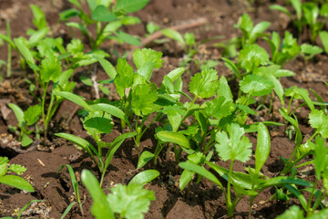 Coriander leaves in vegetables garden for health, food and agriculture concept. Organic coriander leaves background.