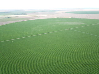 Obraz premium Corn cultivation in northwestern Argentina