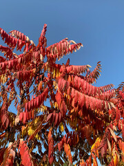 red tree branches in the sky 