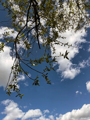 branches tree against sky