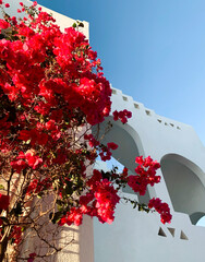 red flowers on the background of the building 